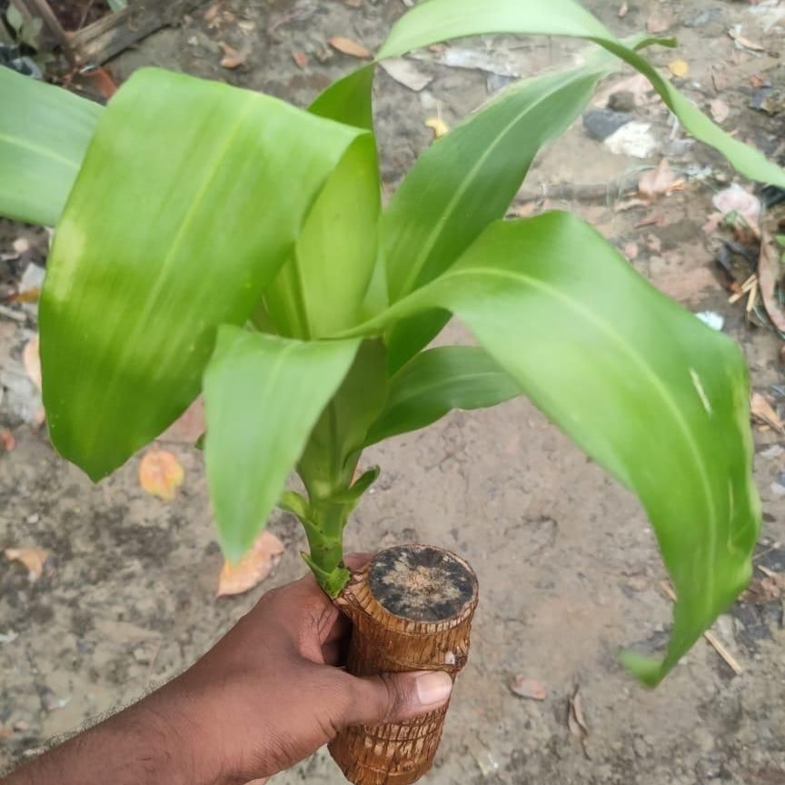 Brazilian Lucky Wood (Pack of 2)