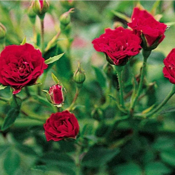 அழகான ஏறும் ரோஜா விதைகள்