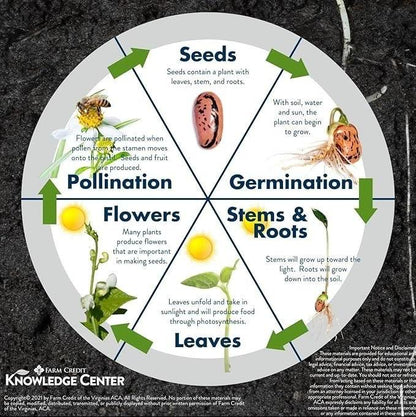 Mini  Watermelon Seeds