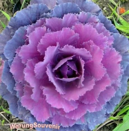 Colorful Flowering Kale Cabbage Seeds