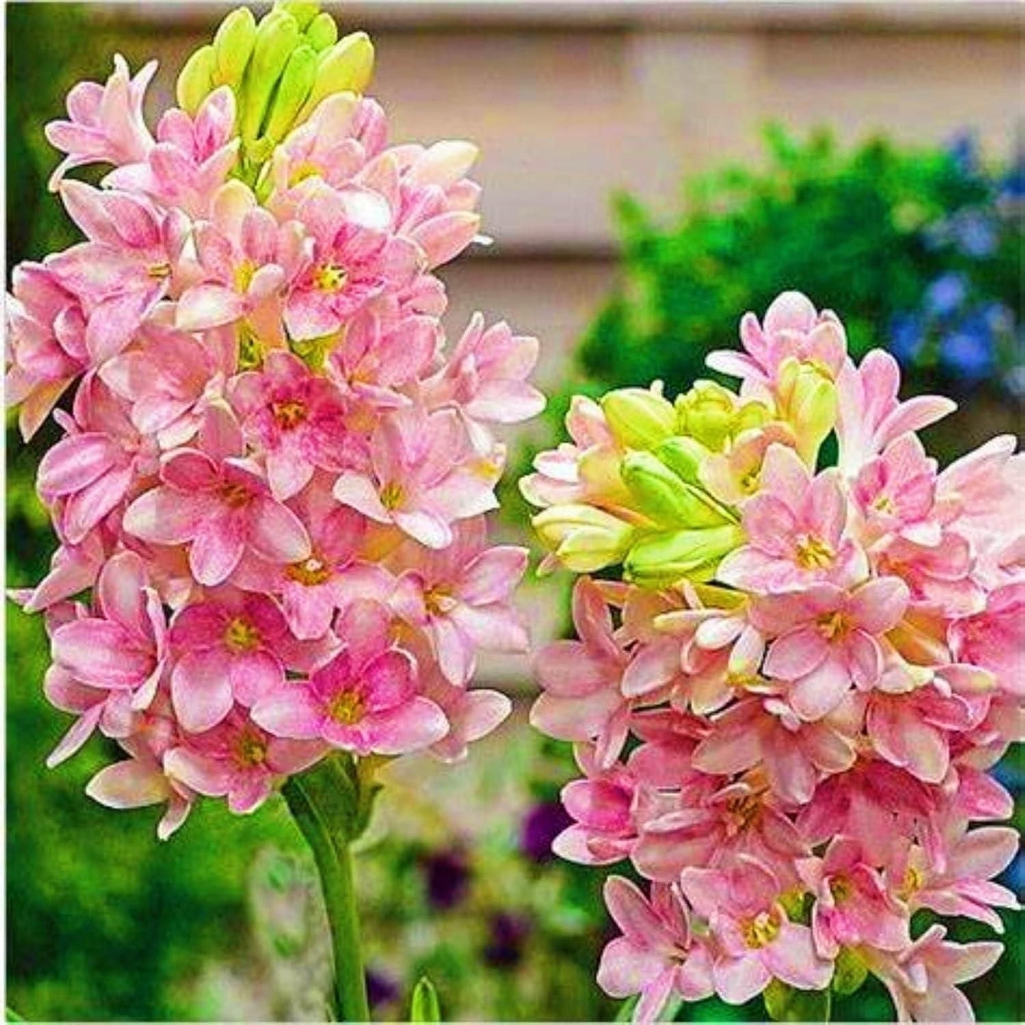 Rajnigandha Double Bulbs seed (Buy 1 Get 1 Free)