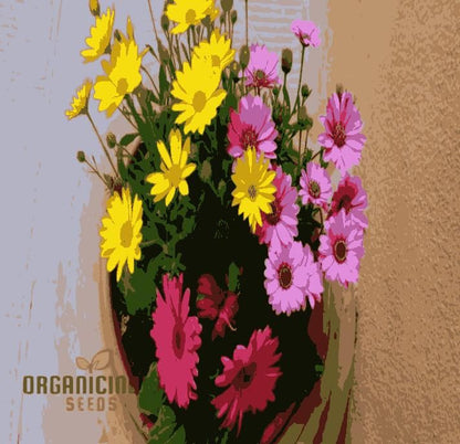 Gerbera Mix Flower Seeds