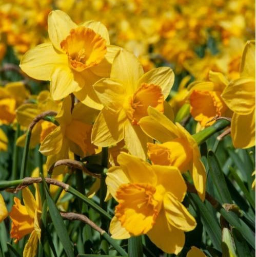 Daffodils Flower Bulbs
