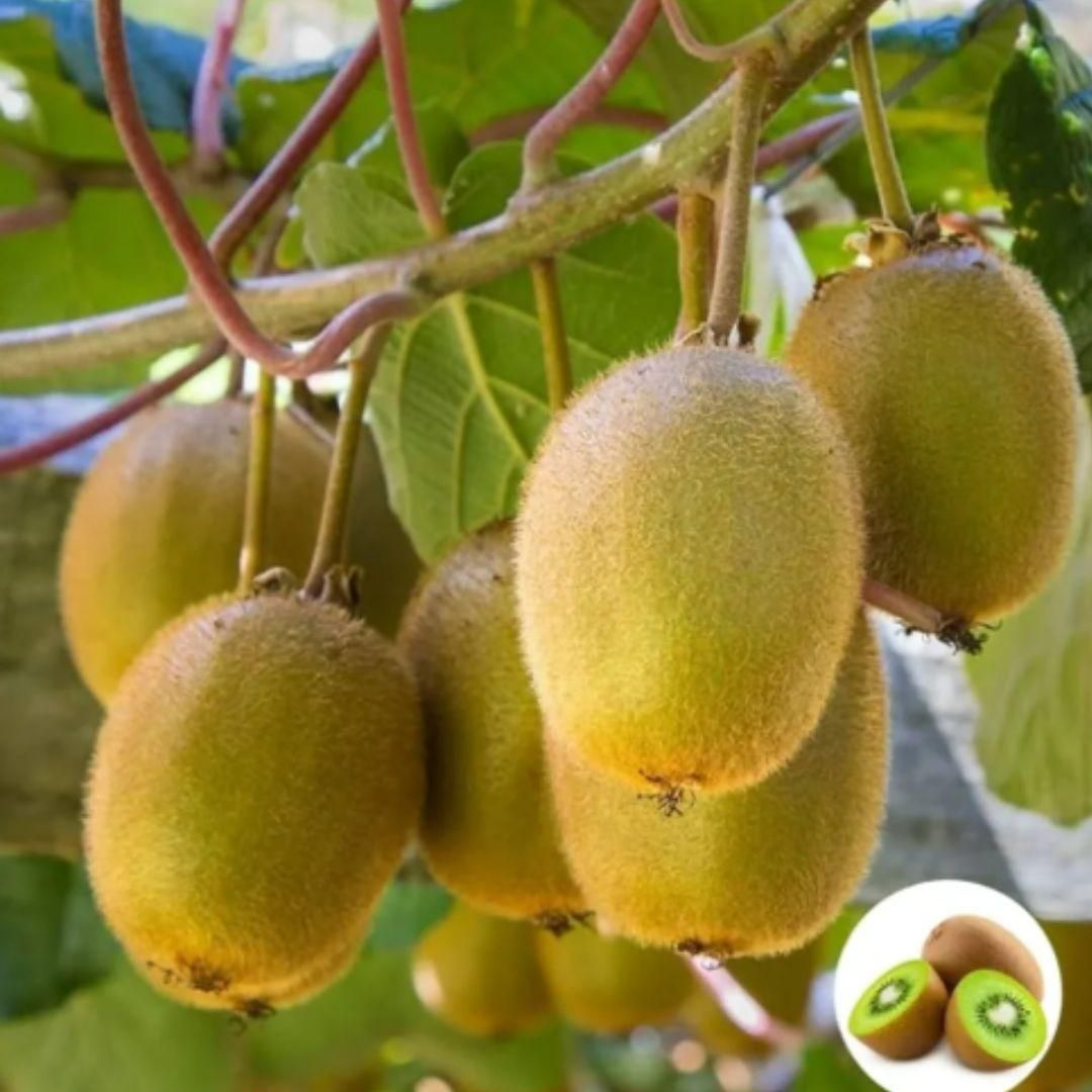 Garden-Fresh Kiwi Treat