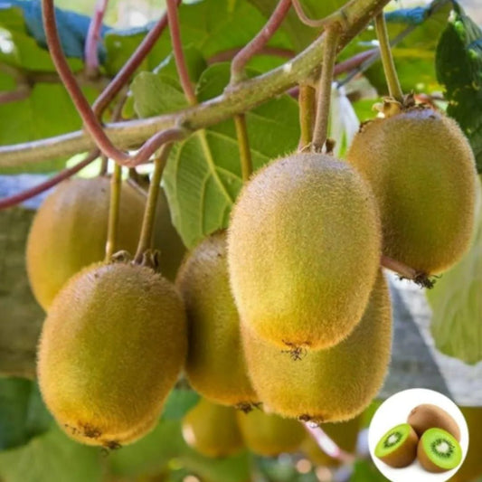 Garden-Fresh Kiwi Treat